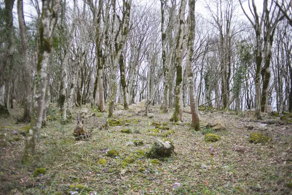 Arboleda de árboles Reserva Natural de Sataplia en invierno — Foto de Stock