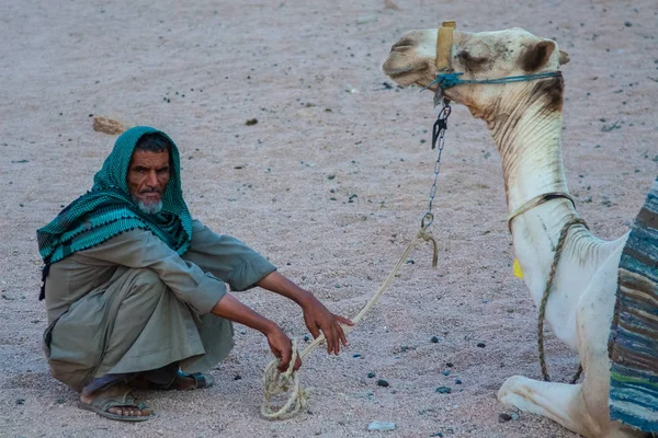 SHARM EL SHEIKH, EGYPT - JULY 9, 2009. Bedouin is a camel in the desert — Stock Photo, Image