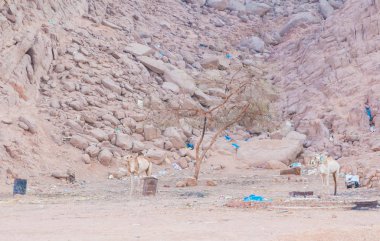 arka plan enkaz çölde deve ayakta