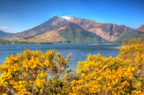 Loch Leven Scottish lake Scotland Scottish Highlands yellow flowers and snow top mountains bright colourful HDR — Stock Photo, Image