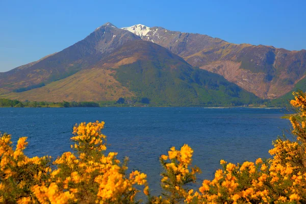 Loch leven lochaber geopark schottland uk blick auf glen coe mit schneebedeckten bergen und gelben blumen und direkt an der b863 südlich von ben nevis lizenzfreie Stockbilder