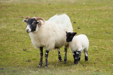 İskoç koyun Isle of Mull İskoçya İngiltere boynuzları ve beyaz ve siyah bacaklar