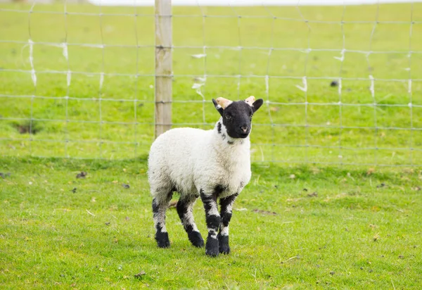 Svart ansikte får isle av Mull Skottland Storbritannien med horn och vita och svarta ben — Stockfoto