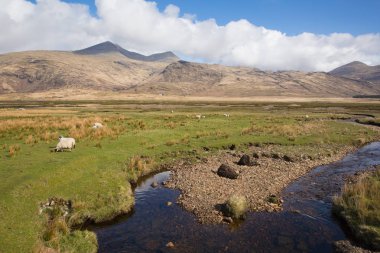 Isle of Mull İskoçya İngiltere kırsal kırsal sahne koyun ile Ben More ve Glen daha dağlara Manzaralı 