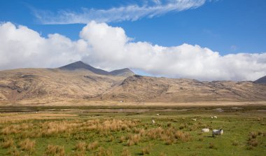 Isle of Mull İskoçya İngiltere kırsal kırsal sahne koyun ile Ben More ve Glen daha dağlara Manzaralı 