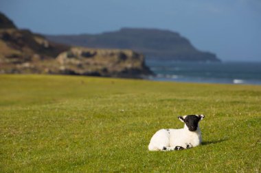 Isle of Mull İskoçya İngiltere kuzu bahar siyah yüzü ile