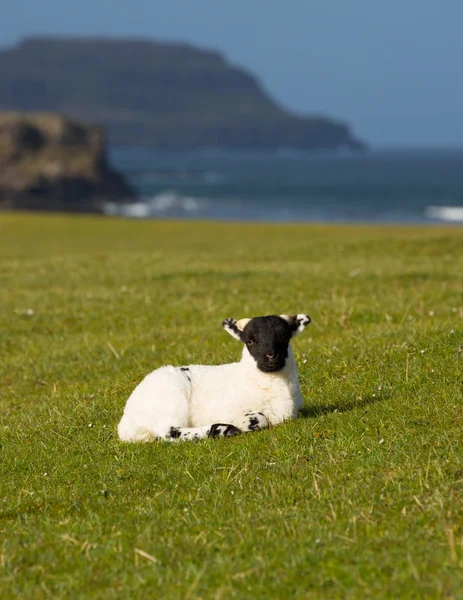 Isle av Mull Skottland Storbritannien lamm med svart ansikte under våren — Stockfoto