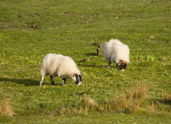 Ilha de ovelha de Mull Escócia uk com casaco de lã e chifres — Fotografia de Stock
