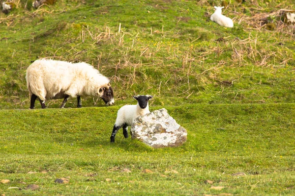 Cordero con cara negra y oveja isla de Mull Escocia Reino Unido —  Fotos de Stock