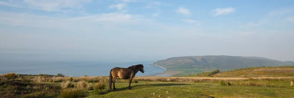 Exmoor parque nacional vista panorâmica com pônei para Porlock Somerset costa em uma noite de verão — Fotografia de Stock