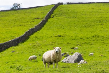 Koyun ve kuru taş duvar içinde Yorkshire dales National Park İngiltere İngiltere