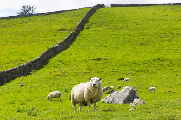 Koyun ve kuru taş duvar içinde Yorkshire dales National Park İngiltere İngiltere — Stok fotoğraf