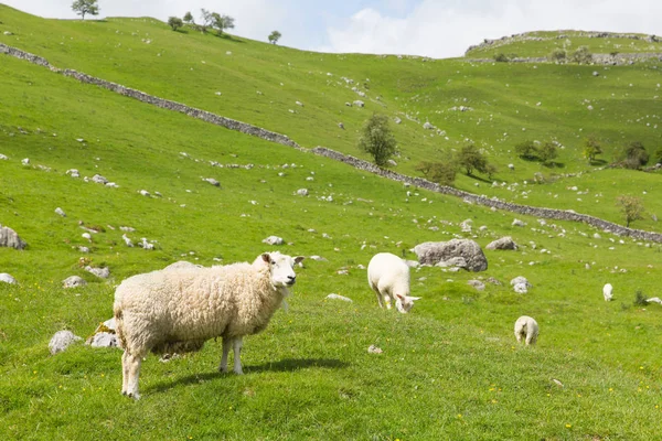Yorkshire dales Parque Nacional con vista al campo y ovejas — Foto de Stock