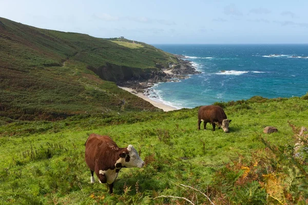 Costa de Cornualles y campo Portheras Cove Cornwall suroeste de St Ives con vacas —  Fotos de Stock