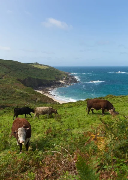 Cornish wybrzeża i wsi Portheras Cove Kornwalii na południowy zachód od St Ives z krów — Zdjęcie stockowe