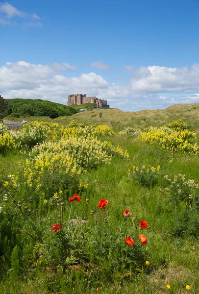 Bamburgh castle northumberland nordost england uk mit roten blumen — Stockfoto