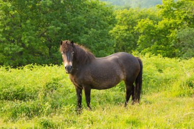 Vahşi pony Quantock Hills Somerset İngiltere İngiltere 