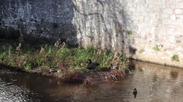 Cisne Negro Dawlish Devon Único Pássaro Atração Turística — Vídeo de Stock