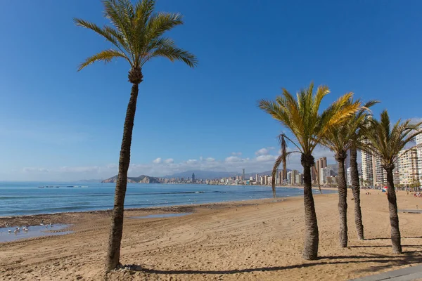 ヤシの木 スペイン向けSpain Info地中海沿岸のビーチ — ストック写真