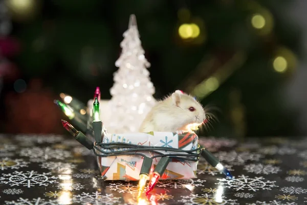 Hamster adresten Noel ağacı — Stok fotoğraf