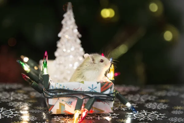 Hamster at the Christmas tree — Stock Photo, Image