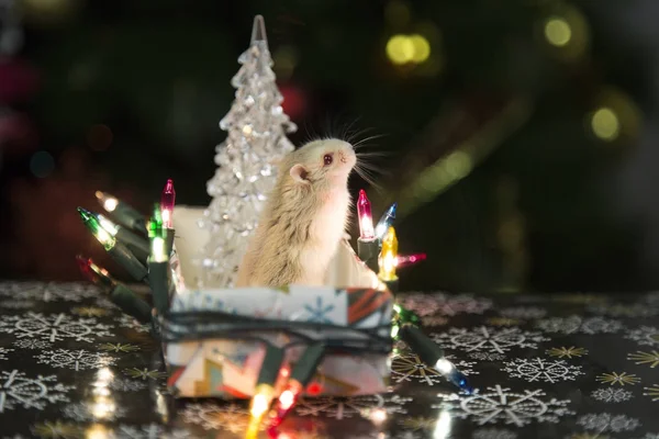 Hámster en el árbol de Navidad — Foto de Stock