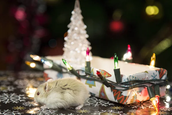 Hamster at the Christmas tree — Stock Photo, Image