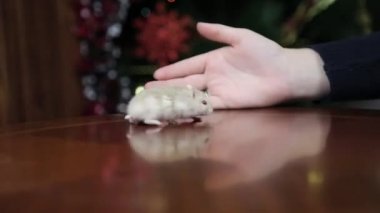 Hamster adresten Noel ağacı. 