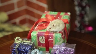 Hamster adresten Noel ağacı. 