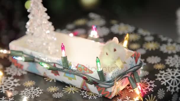 Hamster na árvore de Natal — Vídeo de Stock