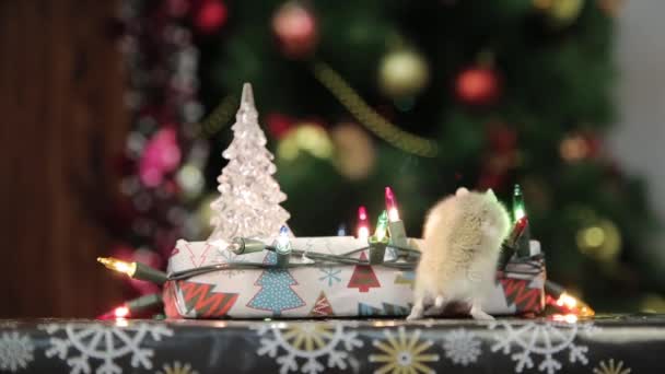 Hámster en el árbol de Navidad — Vídeo de stock