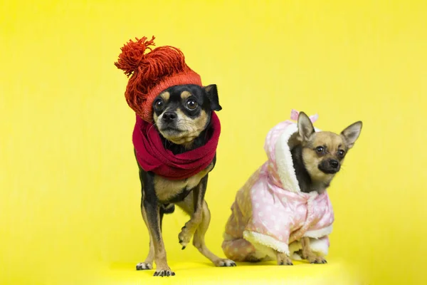 Śmieszne psy w zimowe ubrania. — Zdjęcie stockowe