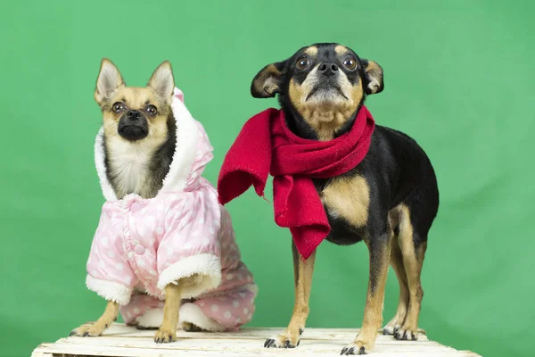 Kış giysileri içinde komik köpek.