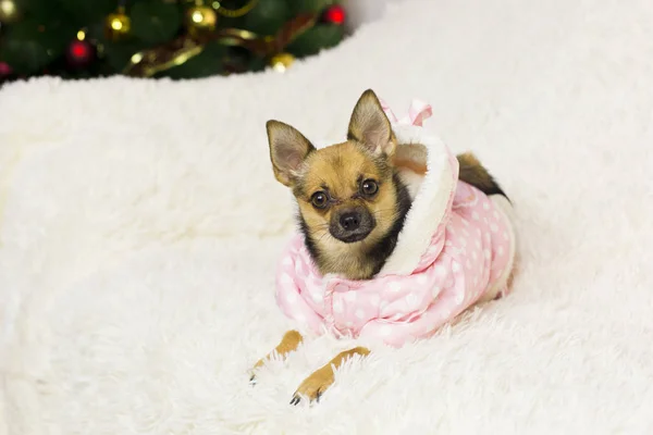 Funny dog on a white sofa — Stock Photo, Image