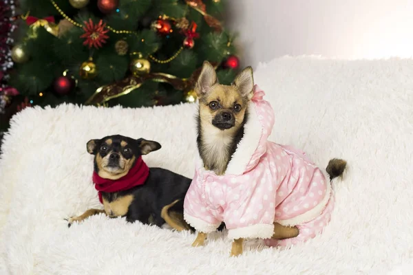 Dois cães engraçados na árvore de Ano Novo — Fotografia de Stock