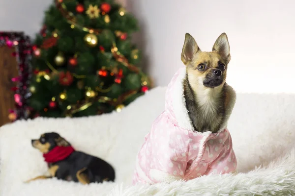 Dois cães engraçados na árvore de Ano Novo — Fotografia de Stock