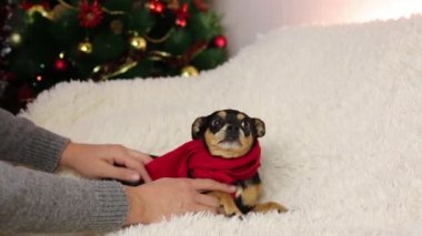 Beyaz koltuk üzerinde komik köpek.