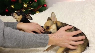Beyaz koltuk üzerinde komik köpek.
