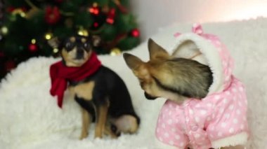 Yeni yıl ağacı, iki komik köpek.