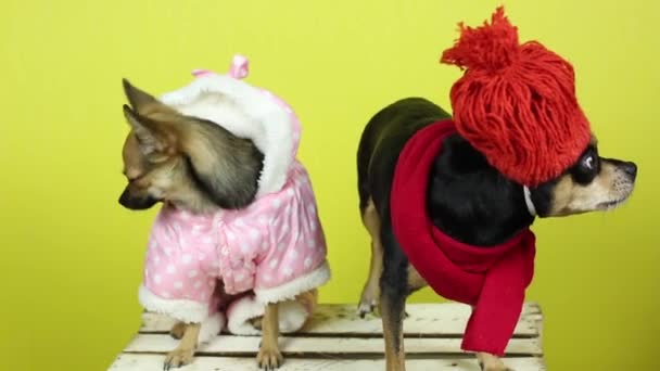 Funny dogs in winter clothes. — Stock Video