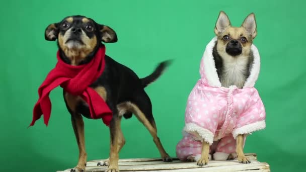 Funny dogs in winter clothes. — Stock Video