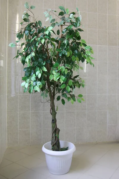 Цветочное дерево в горшке в больнице — стоковое фото