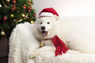 Beyaz köpek bir kırmızı atkı ve şapka.
