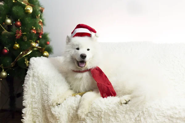 Cão branco em um lenço vermelho e chapéu . — Fotografia de Stock