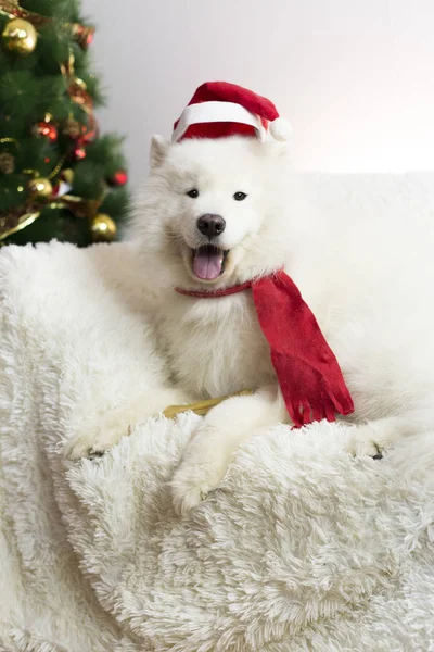 Biały pies w czerwony szalik i czapkę. — Zdjęcie stockowe