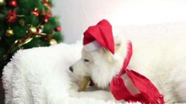 Noel için bir köpek için bir hediye.