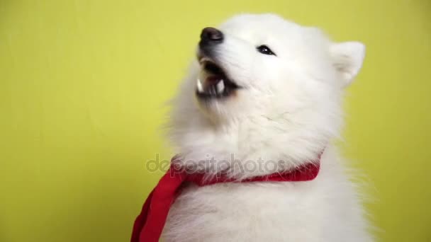 Cão branco em um lenço vermelho . — Vídeo de Stock