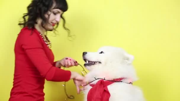 Um grande cão branco com uma grinalda . — Vídeo de Stock