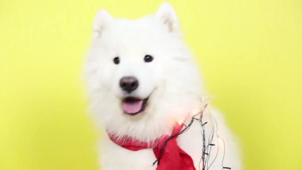 Белая собака с гирляндой . — стоковое видео
