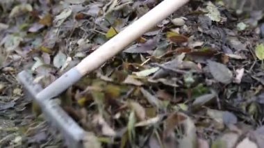 İşçi eski sonbahar yaprakları kaldırır. Adam hademe ıslak eski yaprakları komisyon bir yığın toplar.